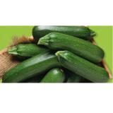 Promotion Bild von Zurück zum Ursprung Bio-Zucchini aus Österreich HOFER 1 Kilogramm