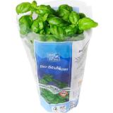 BIO vom BERG Basilikum imTöpf MPREIS 1 Stück