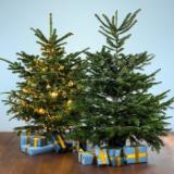 Nordmanntanne Höhe: 125 - 150 cm HOFER 1 Stück