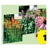 Blumenzwiebel Winterharte Stauden versch. Sorten HOFER 1 Packung