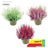 Besenheide Garden Girls 43396654 BayWa 1 Stück