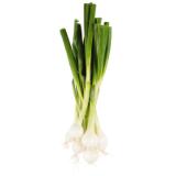 Da komm’ ich her! Jungzwiebel BILLA 1 Bund