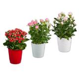 Topfrose oder Kalanchoe in Keramik versch. Topf- und Blütenfarben Lidl 1 Stück