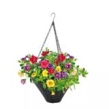 Plantiflor Zauberglöckchen-Ampel 462437 HELLWEG 1 Stück
