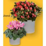 Alpenveilchen oder Azalee in Keramik Verschiedene Keramik- und Blütenfarben Lidl 1 Stück