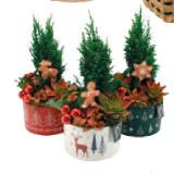 Arrangement Weihnachten 42770556 BayWa 1 Stück