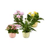 Blühpflanze in Blumenkeramik Spathiphyllum, Chrysantheme, Kalanchoe oder Gerbera Verschiedene Blüten- und Topffarben Lidl 1 Stück