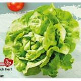 Promotion Bild von Da komm' ich her! frischer Krauthäuptelsalat BILLA PLUS 1 Stück