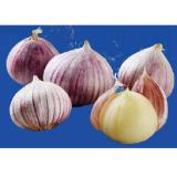 Soloknoblauch Lidl APP Preis 250 Gramm 1 Packung