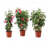 Dipladenia Verschiedene Blütenfarben Lidl