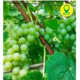 Robustrebe „Lakemount“ 30400453 BayWa 1 Stück