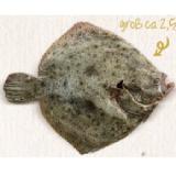 Steinbutt im Ganzen ausgenommen Sutterlüty 1 Kilogramm