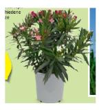 Oleander Trio versch. Blütenfarben HOFER 1 Stück