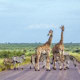 Rundreise Südafrika, vom Krugerpark zum Tafelberg, 12 Nächte inkl. Flug, pro Person ab 2.799,00 € bei BILLA Reisen