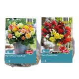 Blumenzwiebeln Begonien Lidl 1 Packung