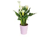 Calla im Keramiktopf verschiedene Blüten- und Topffarben Lidl 1 Stück