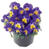 Plantiflor Hornveilchen 493674 HELLWEG 1 Stück