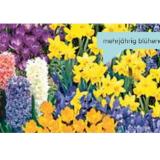 Zwiebelpflanzen verschiedene Sorten Topf-Ø 10,5 cm 367072 HELLWEG 1 Stück