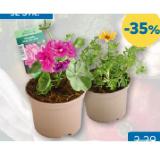Balkonpflanzen versch. Sorten T&G 1 Stück
