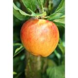 Plantiflor BIO Apfel „Alkmene“ 102742 HELLWEG 1 Stück