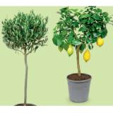 Mediterranes Stämmchen versch. Sorten HOFER 1 Stück