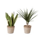 Grünpflanze im Jutekorb Verschiedene Arten wie Dracaena, Sansevieria, Asparagus und viele andere Lidl 1 Stück