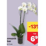Phalaenopsis 2 Trieber MPREIS 1 Stück