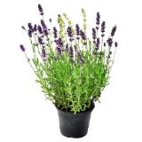 Bild von Bayern-Lavendel Topf Ø13 cm Dehner 1 Stück