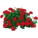 Pelargonien Stecklinge verschiedenen Farben und Größen, Preisangabe ohne MwSt. (Preis inkl. MwSt. 0,96 €), METRO 1 Stück