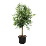 Olive 758020 HELLWEG 1 Stück