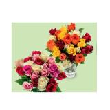 Rosen Rainbow HOFER 1 Bund