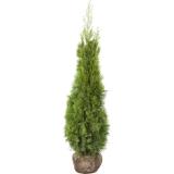 Bild von Set Thuja occ. Smaragd OBI 30 Stück