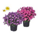 Herbstaster blau oder rosa Lidl 1 Stück