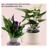 Blühpflanze versch. Sorten HOFER 1 Stück