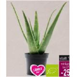 Ländle Bio Aloe Vera Pflanze im 15 cm Topf von Polders Garten Sutterlüty 1 Stück