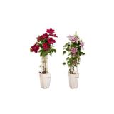 Clematis (Waldrebe) versch. Blütenfarben Lidl 1 Stück