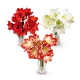 Amaryllis HOFER 1 Stück