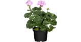 Geranie stehend Topf-Ø ca. 10,5 cm Pelargonium Zonale Obi