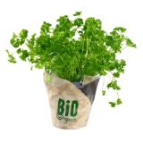 Bio Küchenkräuter versch. Sorten Lidl 1 Stück