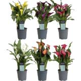 Bild von Calla, Preisangabe ohne MwSt. (Preis inkl. MwSt. 7,90 €), METRO 1 Stück
