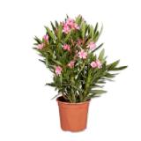 Oleander Verschiedene Blütenfarben Lidl 1 Stück