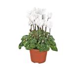 Bild von Plantiflor Alpenveilchen 344335 HELLWEG 1 Stück