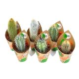 Bild von grow by OBI Kakteen Saeulen 6-fach sortiert Topf-Ø ca. 5,5 cm OBI 1 Stück