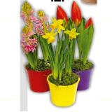 Zwiebelpflanzen-Mix Topf-Ø 10,5 cm verschiedene Sorten 367072 HELLWEG 1 Stück