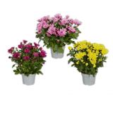 Promotion Bild von Chrysantheme „Garden Mums“ Verschiedene Blütenfarben Lidl 1 Stück