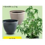 Belavi Pflanzgefäss aus Kunststoff, Ø 50 cm HOFER 1 Stück