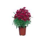 Promotion Bild von Oleander Verschiedene Blütenfarben Lidl 1 Stück