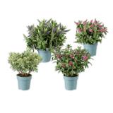 Promotion Bild von Hebepflanze Verschiedene Arten- und Blütenfarben Lidl 1 Stück