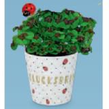 Silvester Glücksbringer Glücksbringer-Topf HOFER 1 Stück