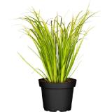 Bild von grow by OBI Grasartiger Kalmus "Argenteostriatus" Topf-Ø ca. 14 cm OBI 1 Stück